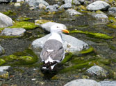 Gull at Big Sur